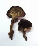 Faerberia carbonaria image
