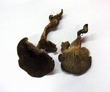 Faerberia carbonaria image
