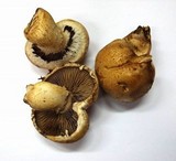 Hemipholiota populnea image