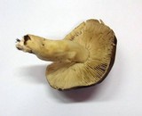 Tricholoma portentosum image