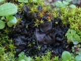 Collema tenax var. tenax image