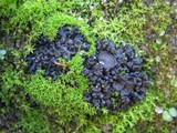 Collema tenax var. tenax image