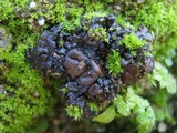 Collema tenax var. tenax image
