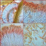 Collema tenax var. tenax image