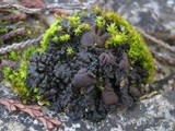 Collema tenax var. tenax image