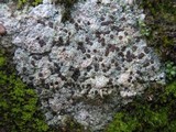 Trapelia coarctata image