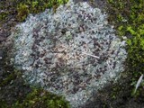 Trapelia coarctata image