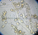 Crepidotus caspari image