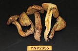 Suillus americanus image