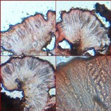 Trapelia coarctata image