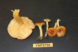 Hygrophorus boyeri image