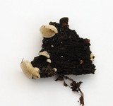 Crepidotus caspari image