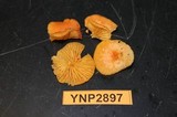 Chrysomphalina aurantiaca image