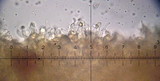 Crepidotus caspari image