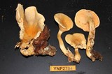 Hygrophoropsis aurantiaca image