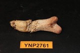 Clavariadelphus occidentalis image