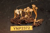 Strobilurus albipilatus image