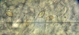 Crepidotus caspari image