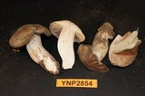 Entoloma rhodopolium image