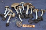 Inocybe mixtilis image