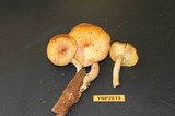Tricholomopsis rutilans image