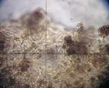 Crepidotus calolepis image