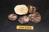 Rhizopogon parksii image