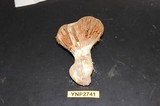 Cortinarius magnivelatus image