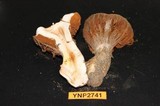 Cortinarius magnivelatus image