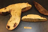Boletus haematinus image