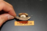 Polyporus leptocephalus image