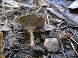 Coltricia perennis image