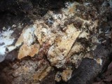 Phanerochaete velutina image