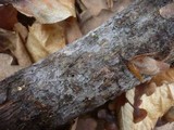 Tulasnella pallida image