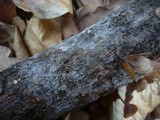 Tulasnella pallida image