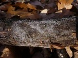Tulasnella pallida image