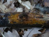 Tomentella coerulea image