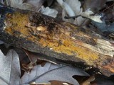 Tomentella coerulea image