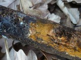 Tomentella coerulea image
