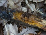 Tomentella coerulea image