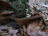 Fuscoporia torulosa image