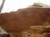 Fuscoporia torulosa image
