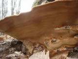 Fuscoporia torulosa image