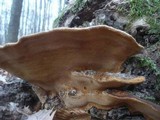 Fuscoporia torulosa image
