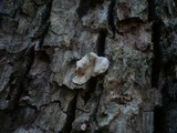 Aleurodiscus disciformis image