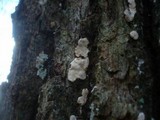 Aleurodiscus disciformis image