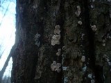 Aleurodiscus disciformis image