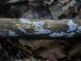 Exidiopsis effusa image