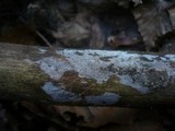 Exidiopsis effusa image