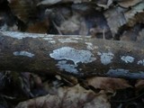 Exidiopsis effusa image